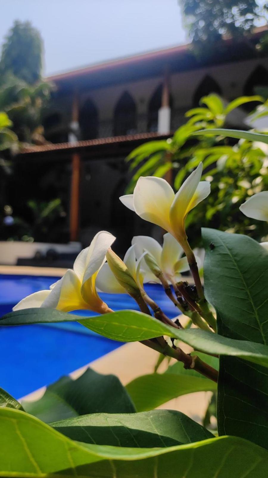 The Postcard Saligao Hotel Calangute Exterior photo